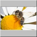 Andrena flavipes - Sandbiene 10b 10mm OS-Hasbergen-Lehmhuegel.jpg